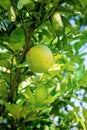 Caribbean green orange hanging on the tree. Juicy and sweet tropical citrus fruit.