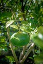 Caribbean green sweet tangerine fruit hanging on the tree Royalty Free Stock Photo