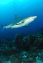 Caribbean Grey Reef Shark Royalty Free Stock Photo