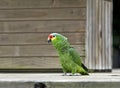 Caribbean, Guatemala: green parrot. Orange-fronted parakeet Royalty Free Stock Photo