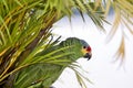 Caribbean, Guatemala: green parrot. Orange-fronted parakeet Royalty Free Stock Photo