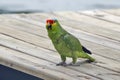 Caribbean, Guatemala: green parrot. Orange-fronted parakeet Royalty Free Stock Photo