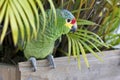 Caribbean, Guatemala: green parrot. Orange-fronted parakeet Royalty Free Stock Photo