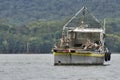 Caribbean, Guatemala: tons of pelicans on an abandoned rusting ship