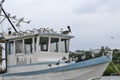 Caribbean, Guatemala: tons of seagulls and a pelican on an abandoned rusting ship