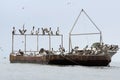 Caribbean, Guatemala: tons of seagulls and a pelican on an abandoned rusting ship