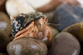 Caribbean Hermit Crab Coenobita clypeatus