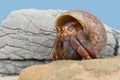 Caribbean Hermit Crab Coenobita clypeatus