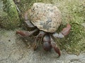 Caribbean hermit crab Coenobita clypeatus