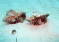 Caribbean Hermit Crabs Travel Across the Ocean Floor Royalty Free Stock Photo