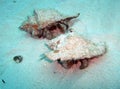 Caribbean Hermit Crabs Traverse the Ocean Floor Royalty Free Stock Photo
