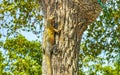 Caribbean iguana lizard hanging and climbing on tree trunk Mexico Royalty Free Stock Photo