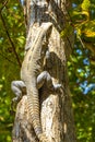 Caribbean iguana lizard hanging and climbing on tree trunk Mexico Royalty Free Stock Photo