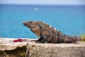 Caribbean Iguana, Mexico