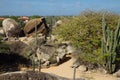 The Caribbean. The Island Of Aruba. National Park Arikok. Stones Ayo Rock.