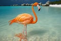 Caribbean island of Arubas orange flamingo Royalty Free Stock Photo