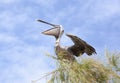 Caribbean Island Pelican Spreading Wings