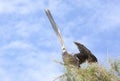 Caribbean Island Pelican Stretching Neck