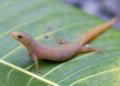 Caribbean Least Gecko, Sphaerodactylus homolepis Royalty Free Stock Photo