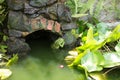 A large tropical iguana in a fish pond Royalty Free Stock Photo