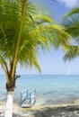 Caribbean ocean palms and a Hobie Cat Royalty Free Stock Photo