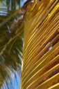 Caribbean Palm Royalty Free Stock Photo
