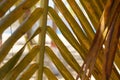 Caribbean Palm Royalty Free Stock Photo