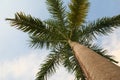 Caribbean Palm Tree Royalty Free Stock Photo