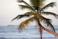 Caribbean palm tree Royalty Free Stock Photo