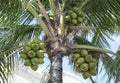 Caribbean Palm Tree Coconuts Royalty Free Stock Photo