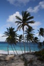 Caribbean palm trees