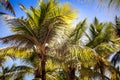 Caribbean Palm Trees