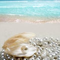 Caribbean pearl on shell white sand beach tropical Royalty Free Stock Photo