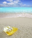 Caribbean pearl on shell white sand beach tropical Royalty Free Stock Photo
