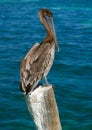 Caribbean Pelican on a beach pole Royalty Free Stock Photo