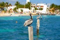 Caribbean Pelican on a beach pole Royalty Free Stock Photo