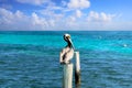 Caribbean Pelican on a beach pole Royalty Free Stock Photo