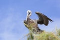 Caribbean Pelican Spreading The Wing