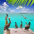 Caribbean pelican turquoise beach tropical sea Royalty Free Stock Photo