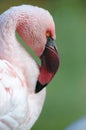 Caribbean pink flamingo close up Royalty Free Stock Photo
