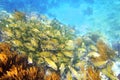 Caribbean reef Grunt fish school Mayan Riviera Royalty Free Stock Photo