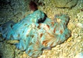 A Caribbean Reef Octopus Hunts at Night Royalty Free Stock Photo