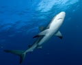 Caribbean Reef Shark Royalty Free Stock Photo