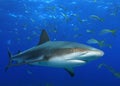 Caribbean Reef Shark Royalty Free Stock Photo