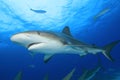 Caribbean Reef Shark Royalty Free Stock Photo