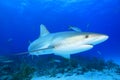 Caribbean Reef Shark Royalty Free Stock Photo