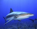 Caribbean Reef Shark Royalty Free Stock Photo