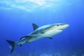 Caribbean Reef Shark Royalty Free Stock Photo