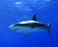 Caribbean Reef Shark Royalty Free Stock Photo