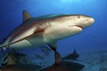 Caribbean Reef Shark Royalty Free Stock Photo